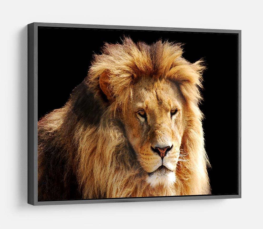 Lion head HD Metal Print - Canvas Art Rocks - 9