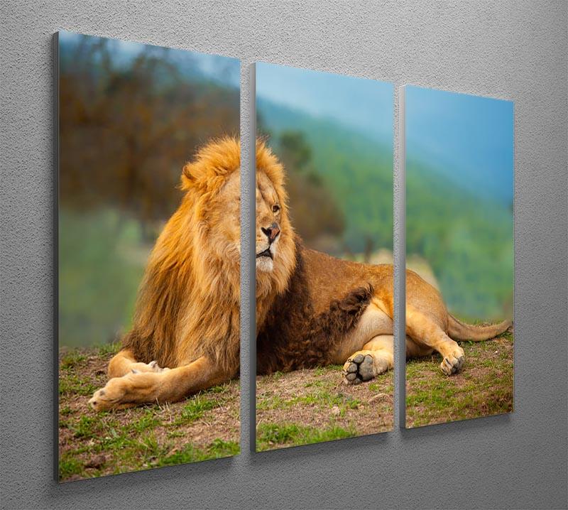 Lion male having a rest 3 Split Panel Canvas Print - Canvas Art Rocks - 2