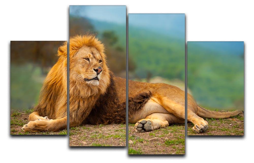 Lion male having a rest 4 Split Panel Canvas - Canvas Art Rocks - 1