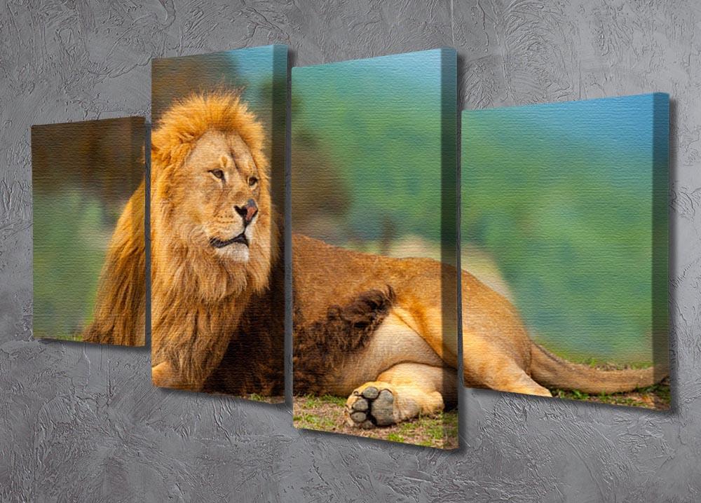 Lion male having a rest 4 Split Panel Canvas - Canvas Art Rocks - 2