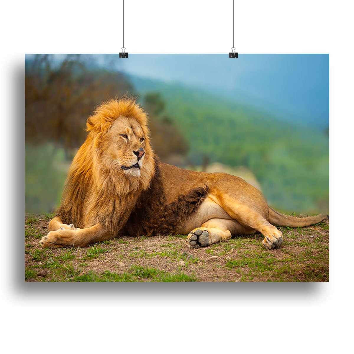 Lion male having a rest Canvas Print or Poster