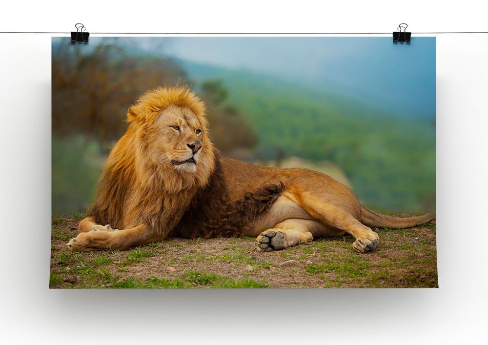 Lion male having a rest Canvas Print or Poster - Canvas Art Rocks - 2