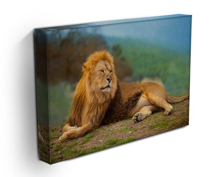 Lion male having a rest Canvas Print or Poster - Canvas Art Rocks - 3