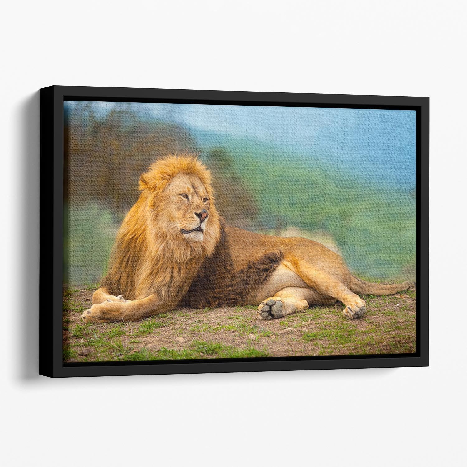 Lion male having a rest Floating Framed Canvas - Canvas Art Rocks - 1