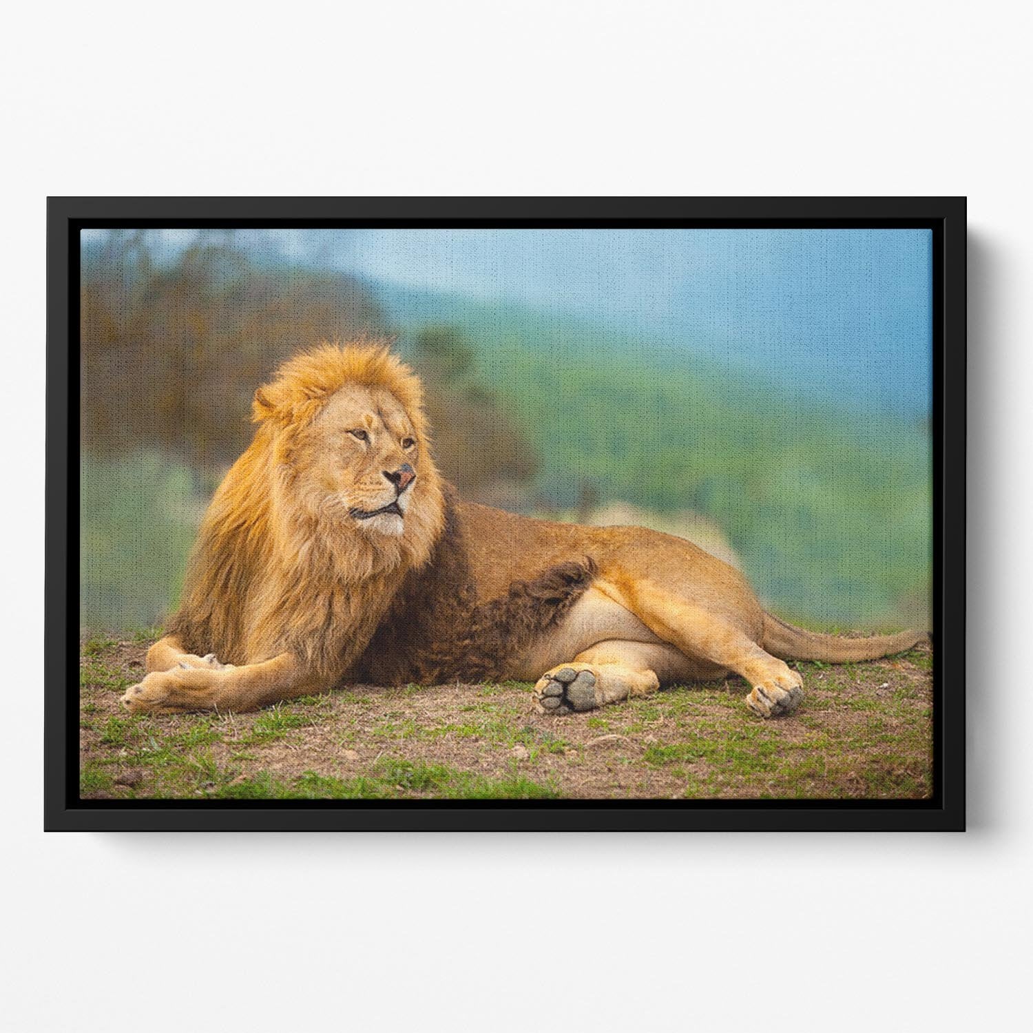 Lion male having a rest Floating Framed Canvas - Canvas Art Rocks - 2