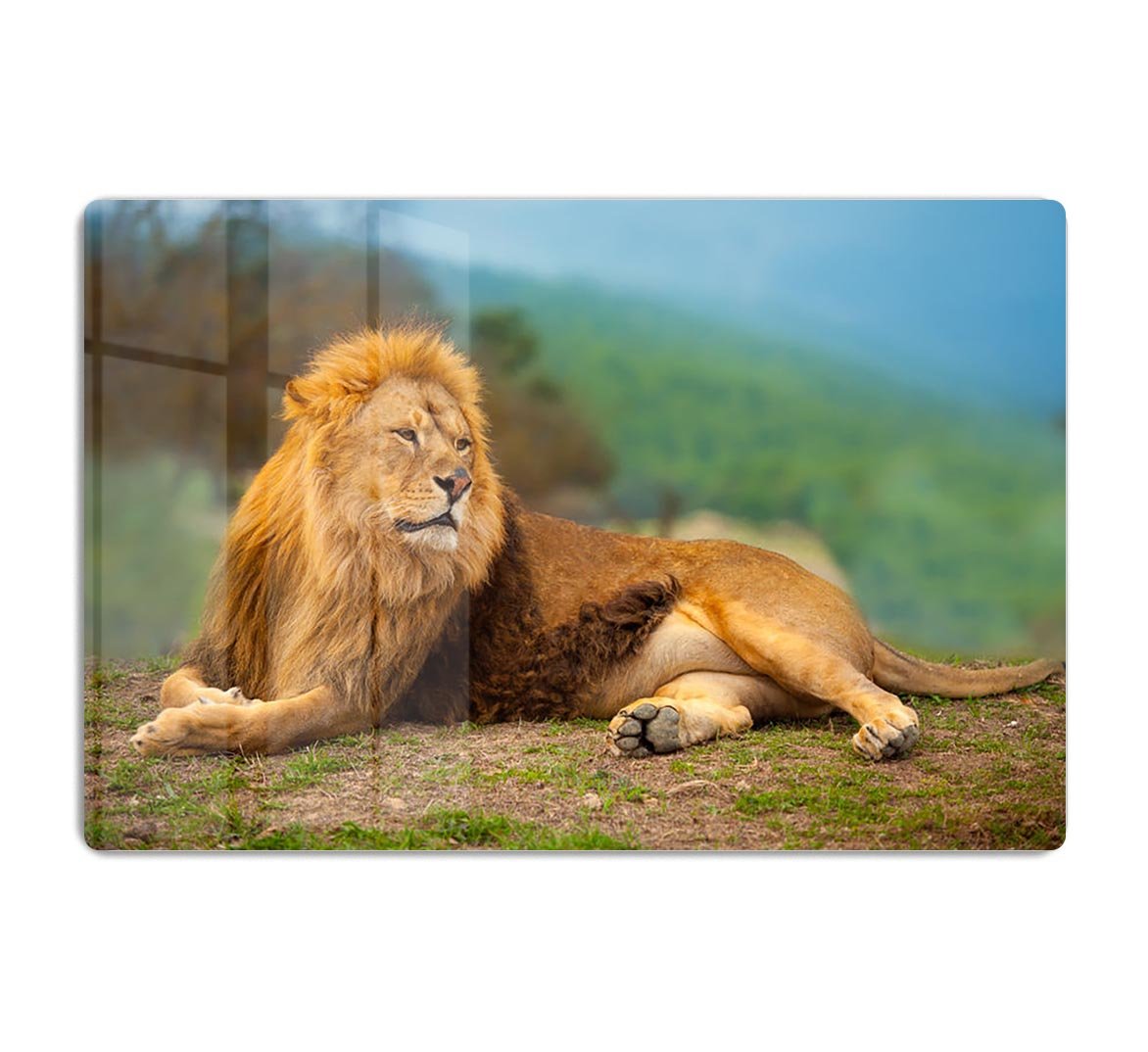 Lion male having a rest HD Metal Print - Canvas Art Rocks - 1