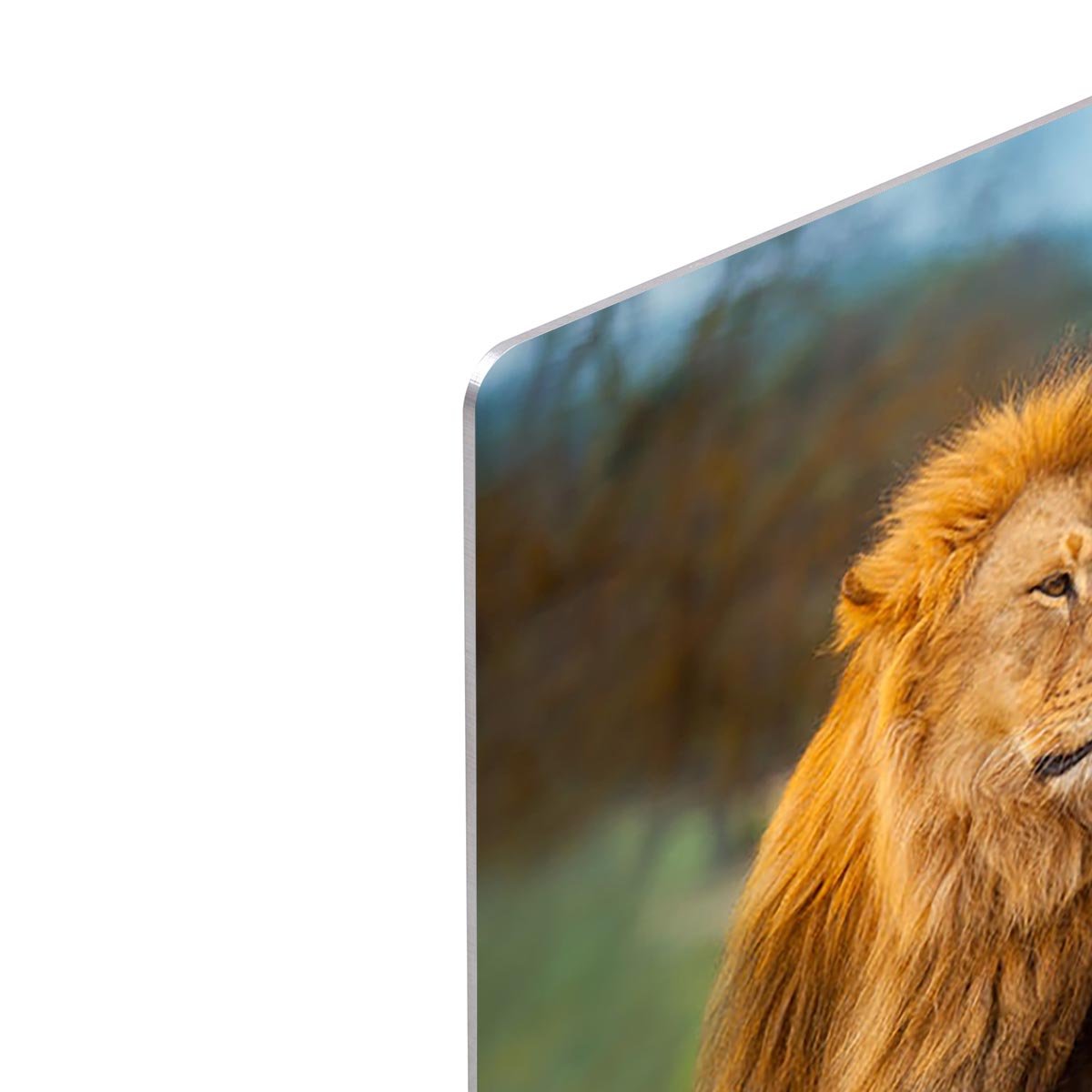 Lion male having a rest HD Metal Print - Canvas Art Rocks - 4