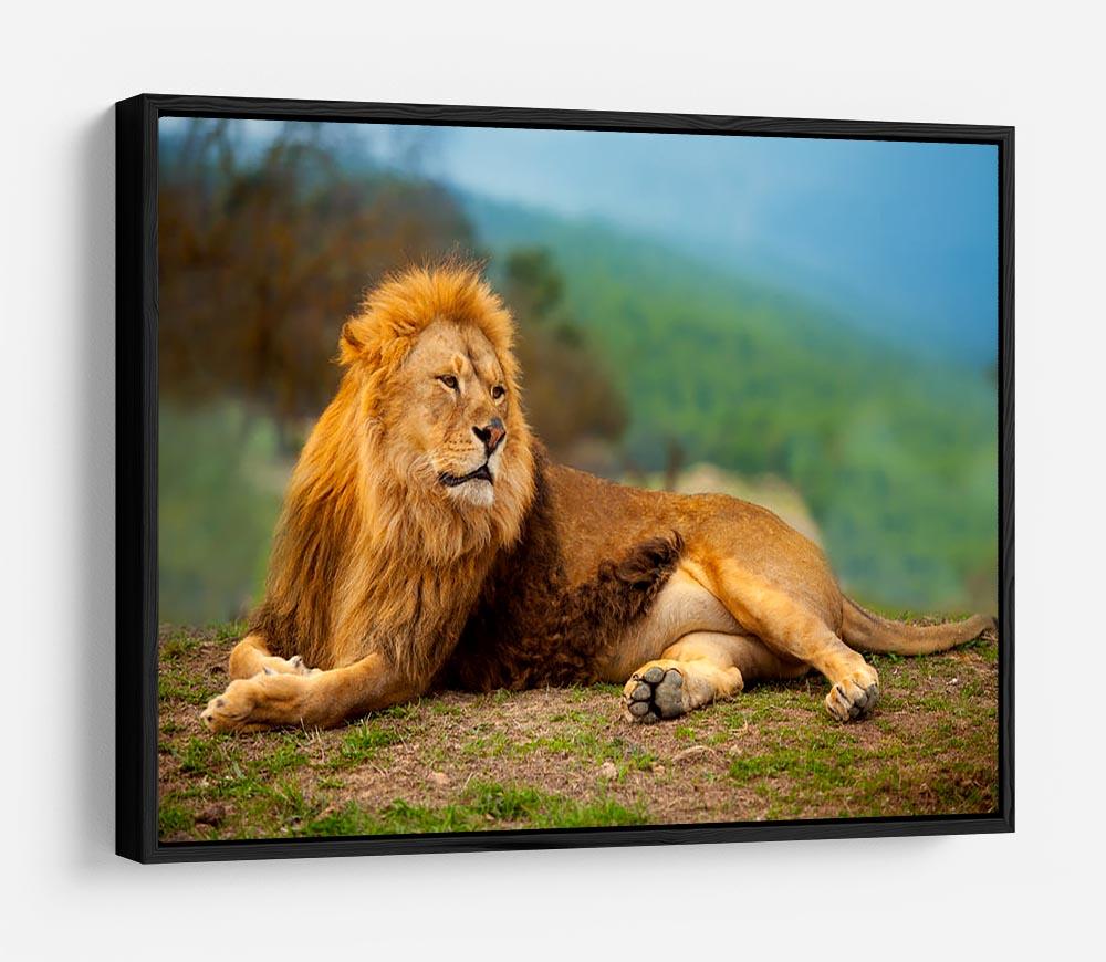 Lion male having a rest HD Metal Print - Canvas Art Rocks - 6
