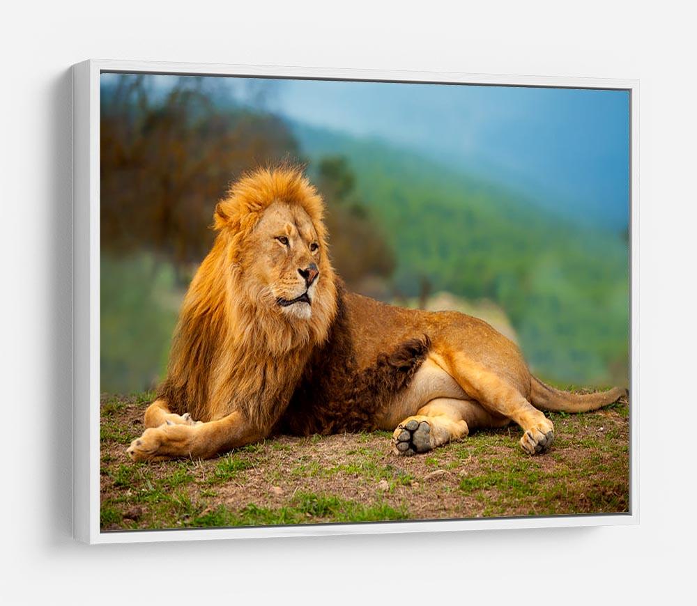 Lion male having a rest HD Metal Print - Canvas Art Rocks - 7