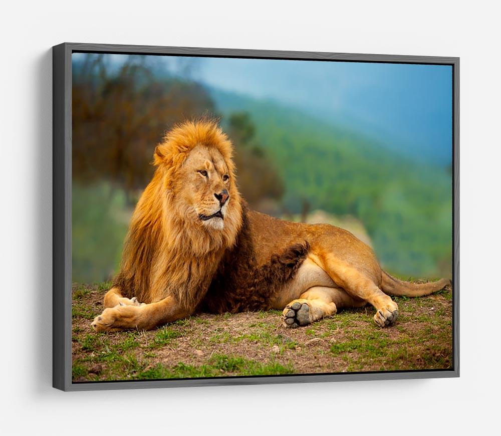 Lion male having a rest HD Metal Print - Canvas Art Rocks - 9