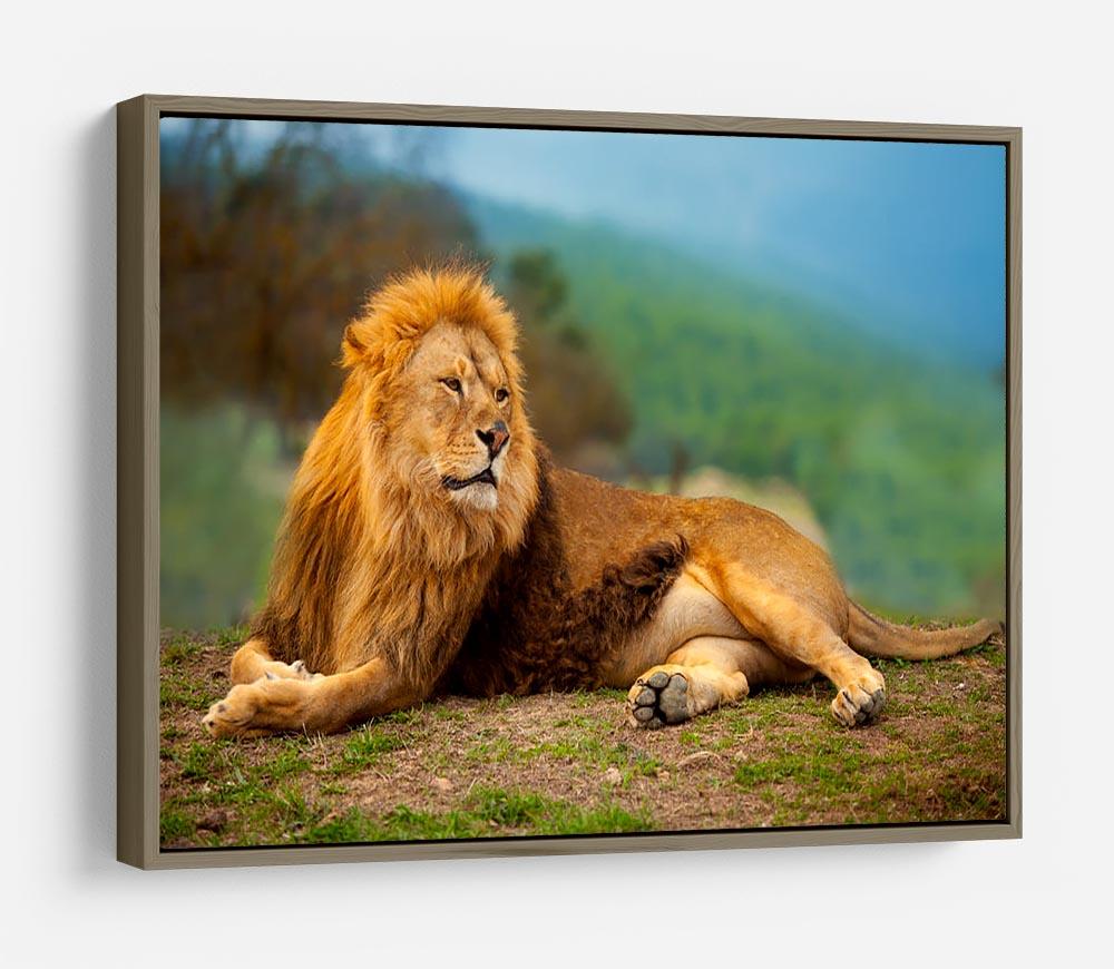 Lion male having a rest HD Metal Print - Canvas Art Rocks - 10