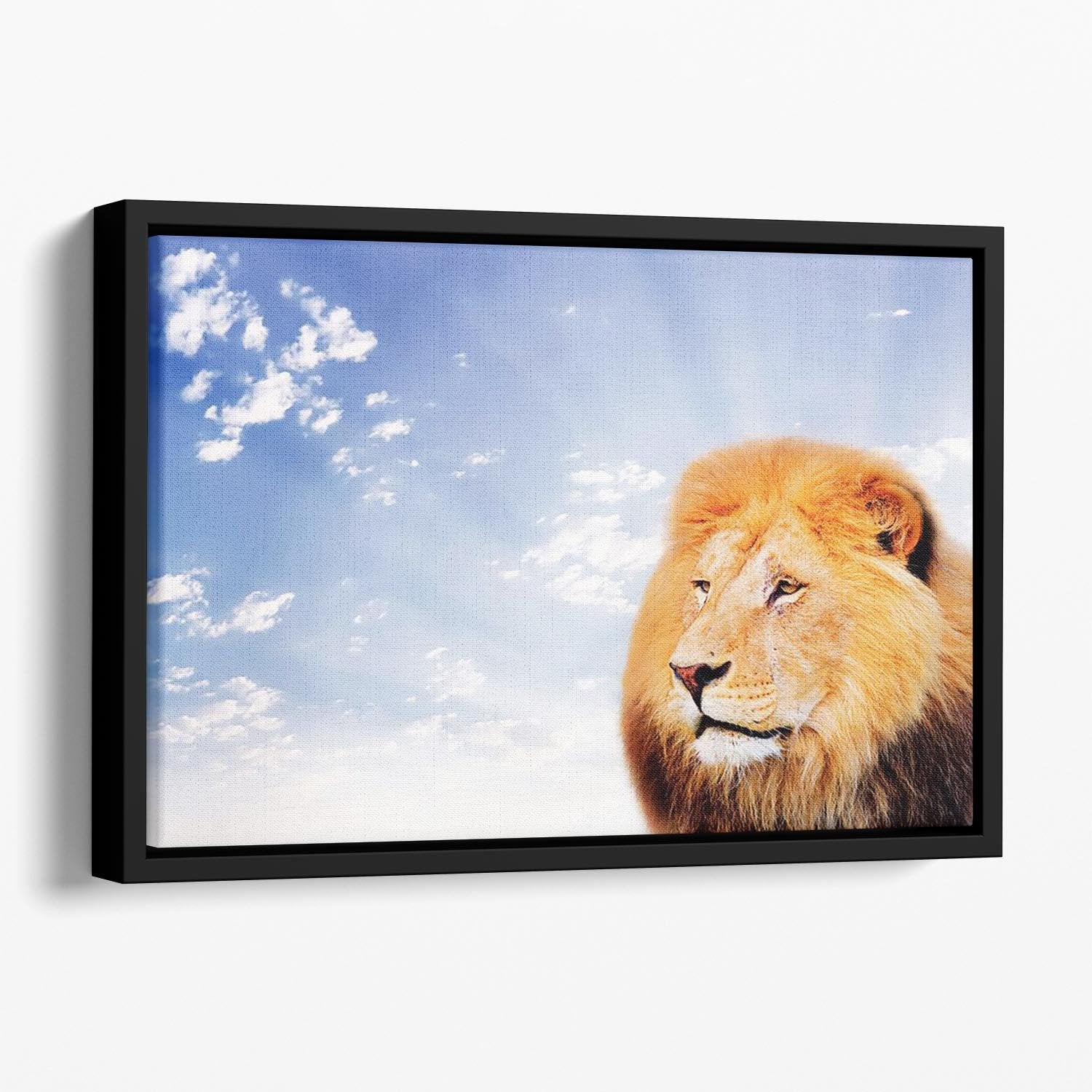 Lion on a sky background Floating Framed Canvas - Canvas Art Rocks - 1