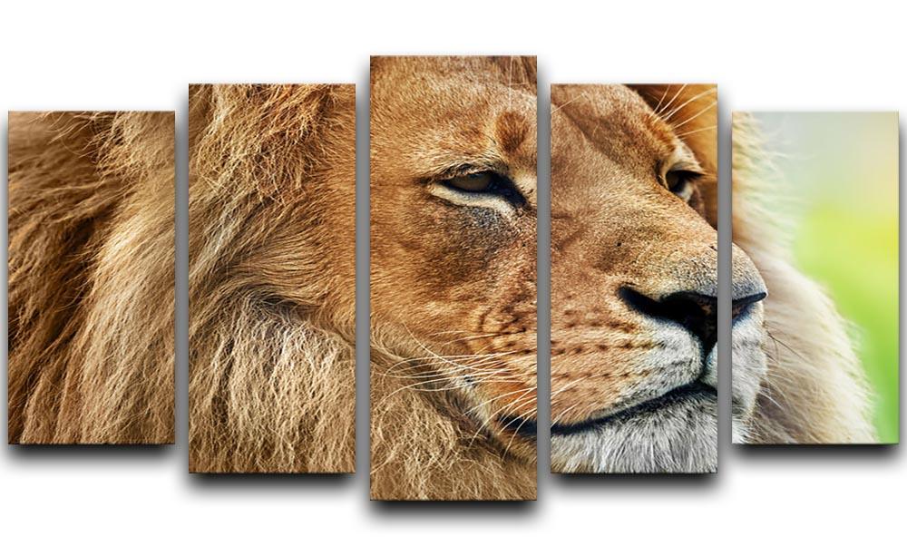Lion portrait on savanna 5 Split Panel Canvas - Canvas Art Rocks - 1