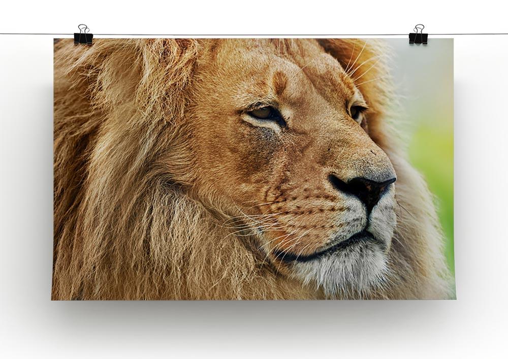 Lion portrait on savanna Canvas Print or Poster - Canvas Art Rocks - 2