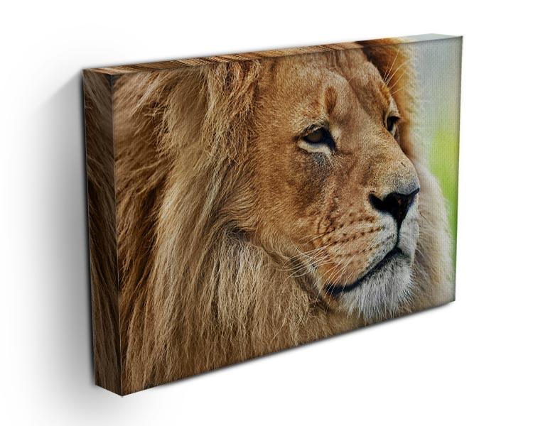 Lion portrait on savanna Canvas Print or Poster - Canvas Art Rocks - 3
