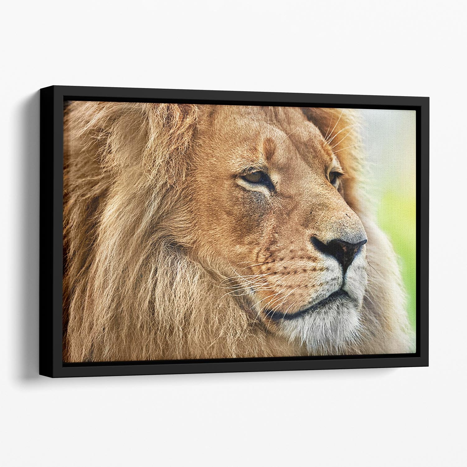 Lion portrait on savanna Floating Framed Canvas - Canvas Art Rocks - 1