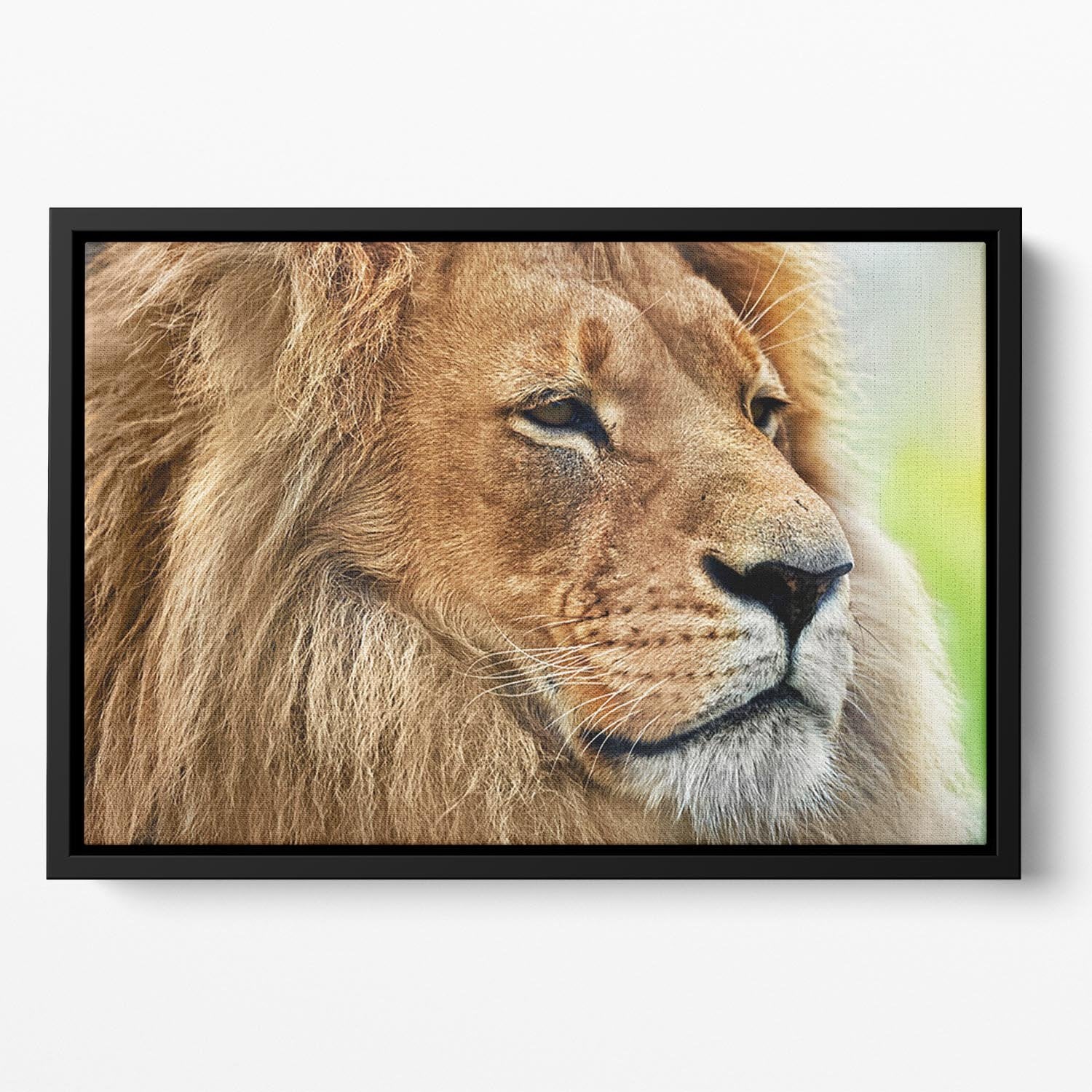 Lion portrait on savanna Floating Framed Canvas - Canvas Art Rocks - 2