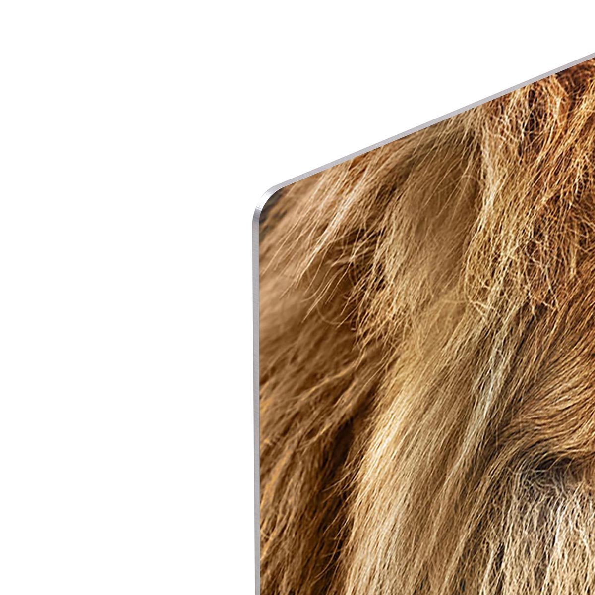 Lion portrait on savanna HD Metal Print - Canvas Art Rocks - 4