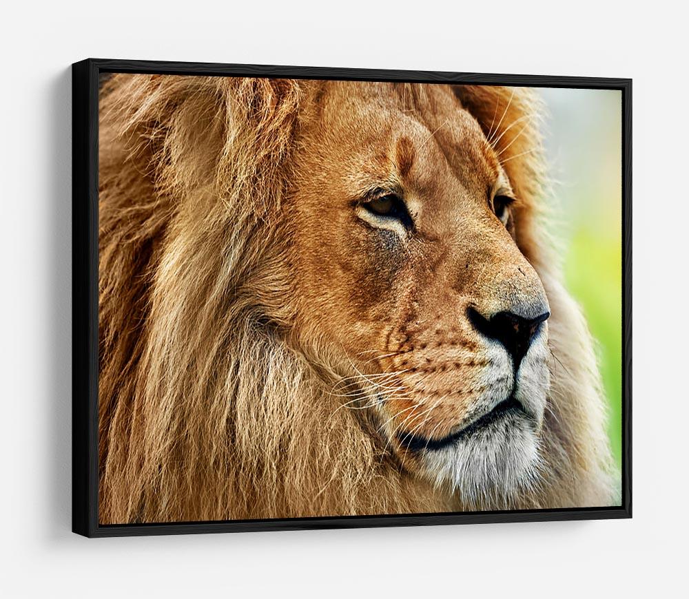 Lion portrait on savanna HD Metal Print - Canvas Art Rocks - 6