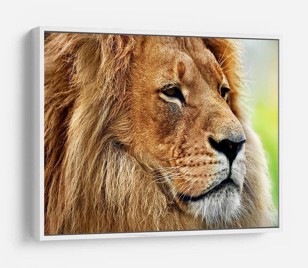 Lion portrait on savanna HD Metal Print - Canvas Art Rocks - 7