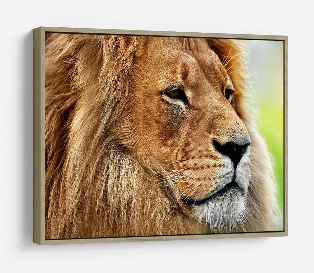 Lion portrait on savanna HD Metal Print - Canvas Art Rocks - 8