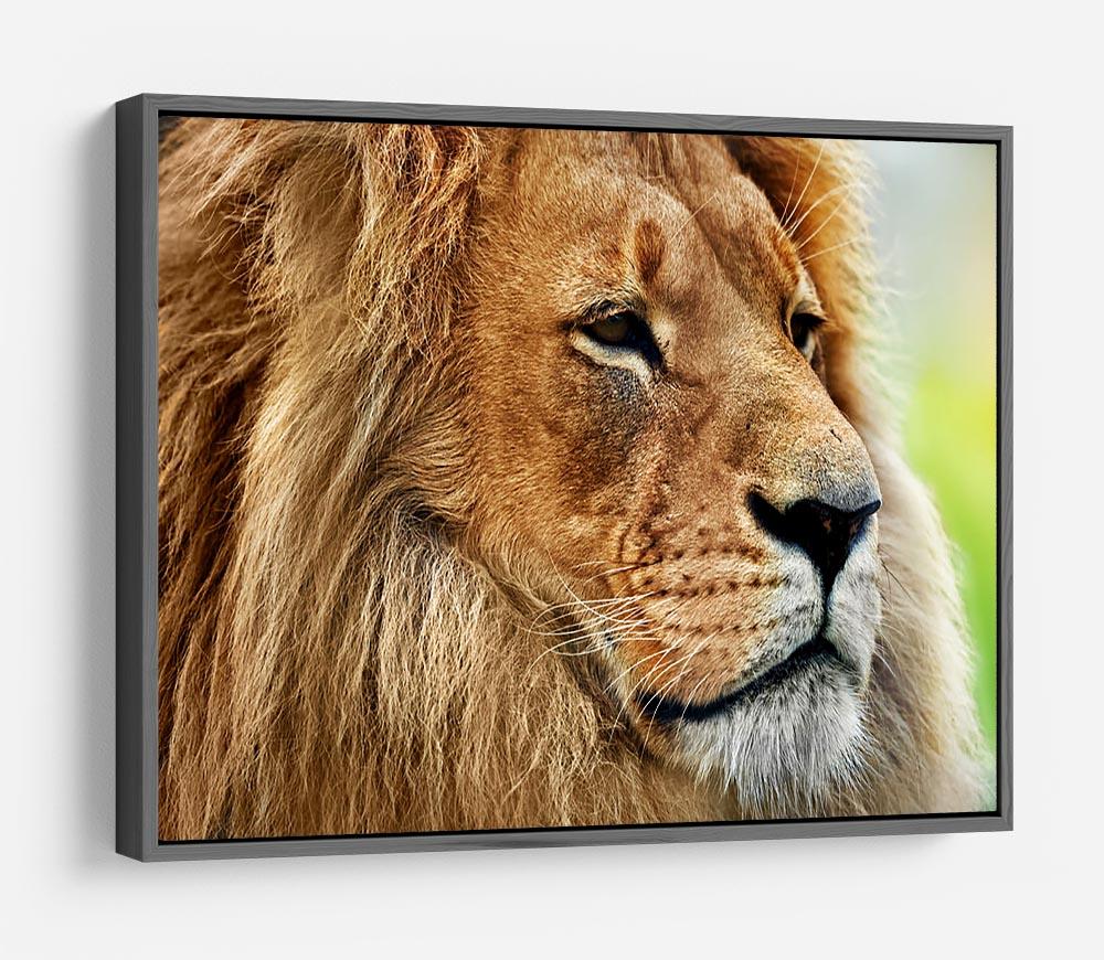 Lion portrait on savanna HD Metal Print - Canvas Art Rocks - 9
