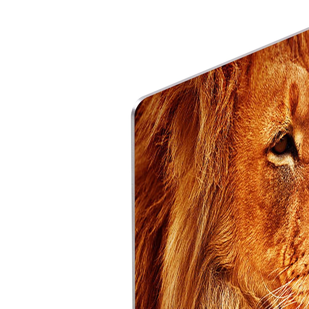 Lion portrait on savanna landscape HD Metal Print - Canvas Art Rocks - 4