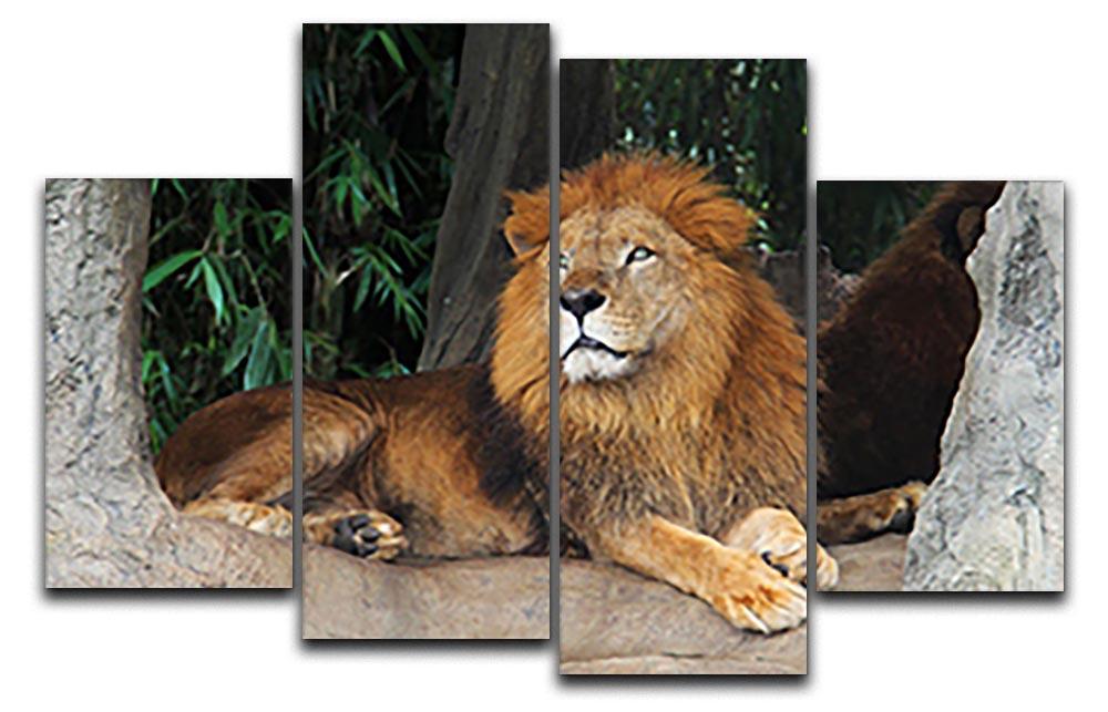 Lion resting on a tree 4 Split Panel Canvas - Canvas Art Rocks - 1