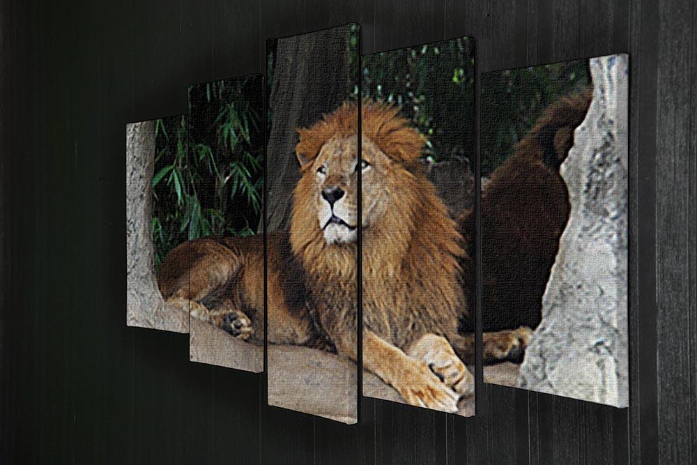 Lion resting on a tree 5 Split Panel Canvas - Canvas Art Rocks - 2