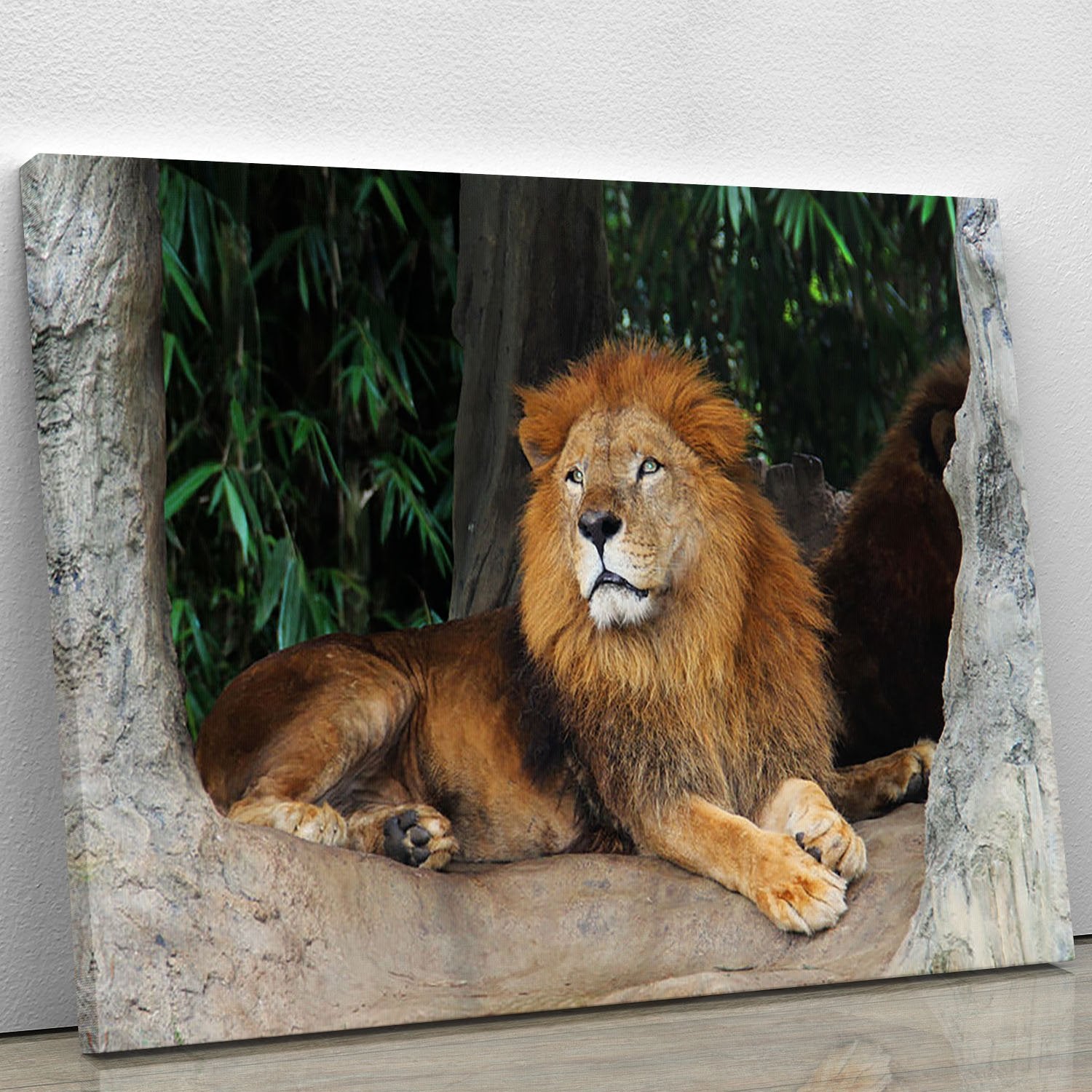 Lion resting on a tree Canvas Print or Poster