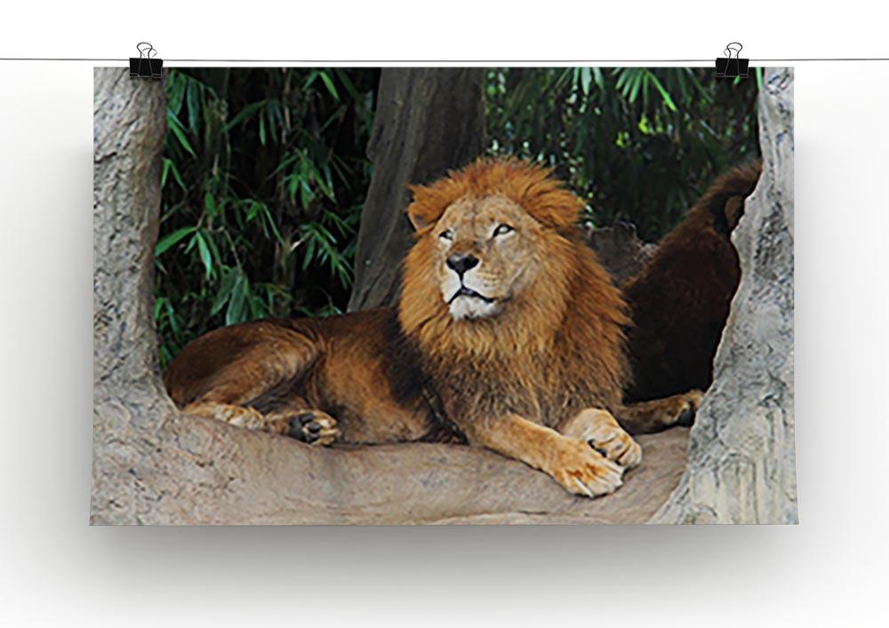 Lion resting on a tree Canvas Print or Poster - Canvas Art Rocks - 2