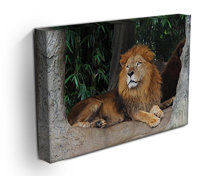 Lion resting on a tree Canvas Print or Poster - Canvas Art Rocks - 3