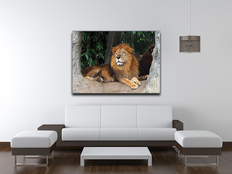 Lion resting on a tree Canvas Print or Poster - Canvas Art Rocks - 4