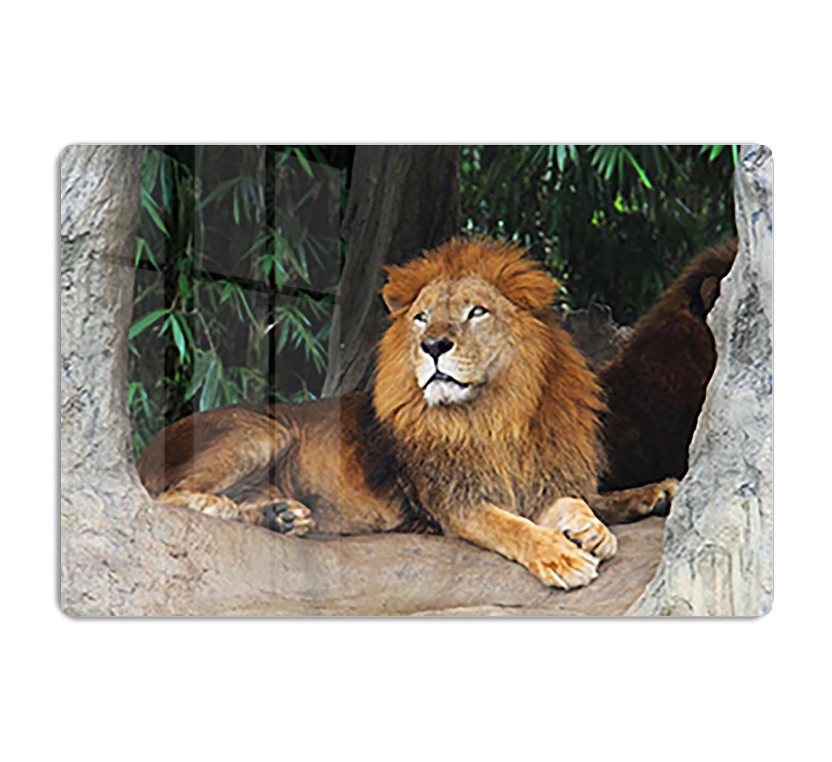 Lion resting on a tree HD Metal Print - Canvas Art Rocks - 1