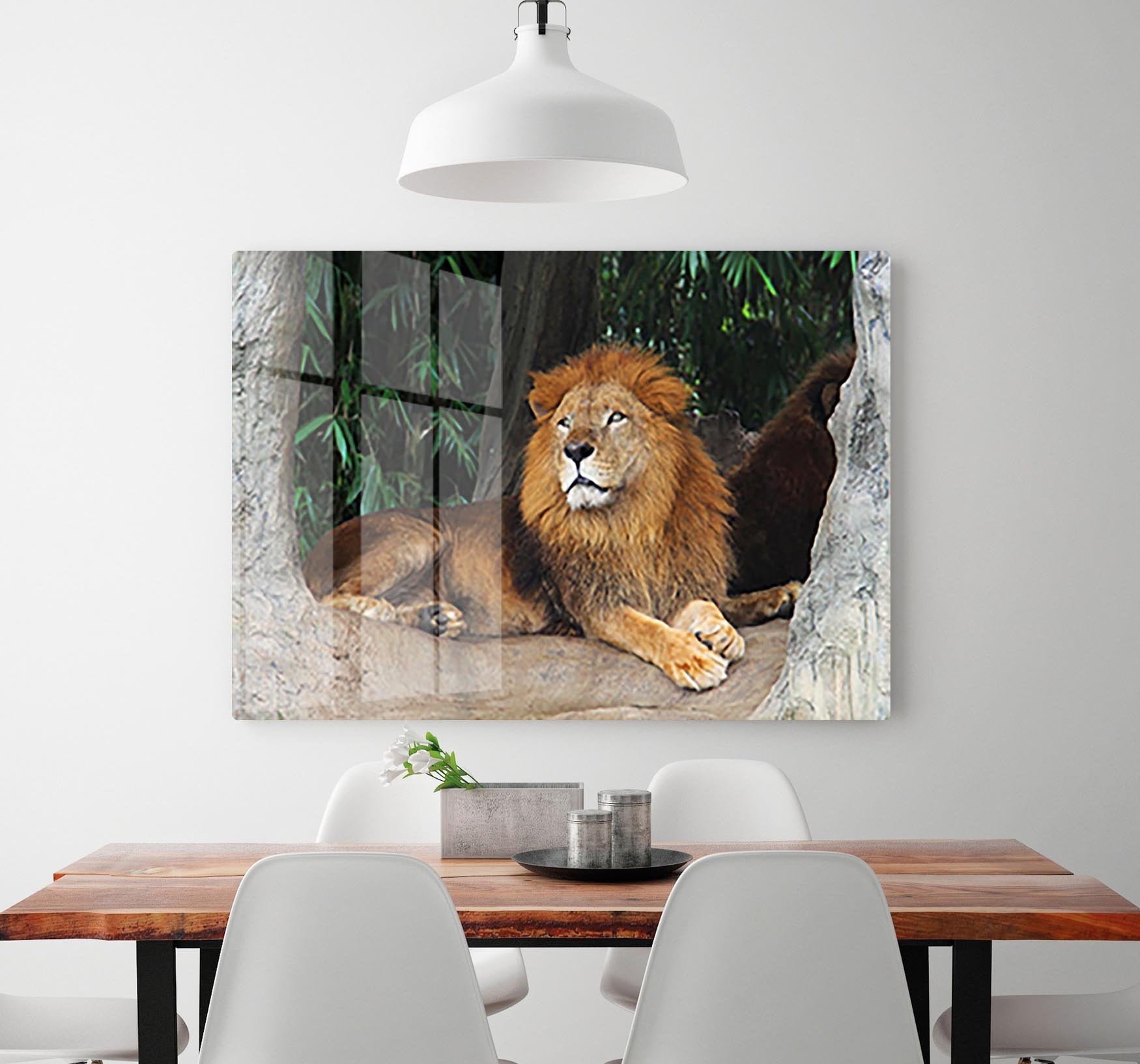 Lion resting on a tree HD Metal Print - Canvas Art Rocks - 2