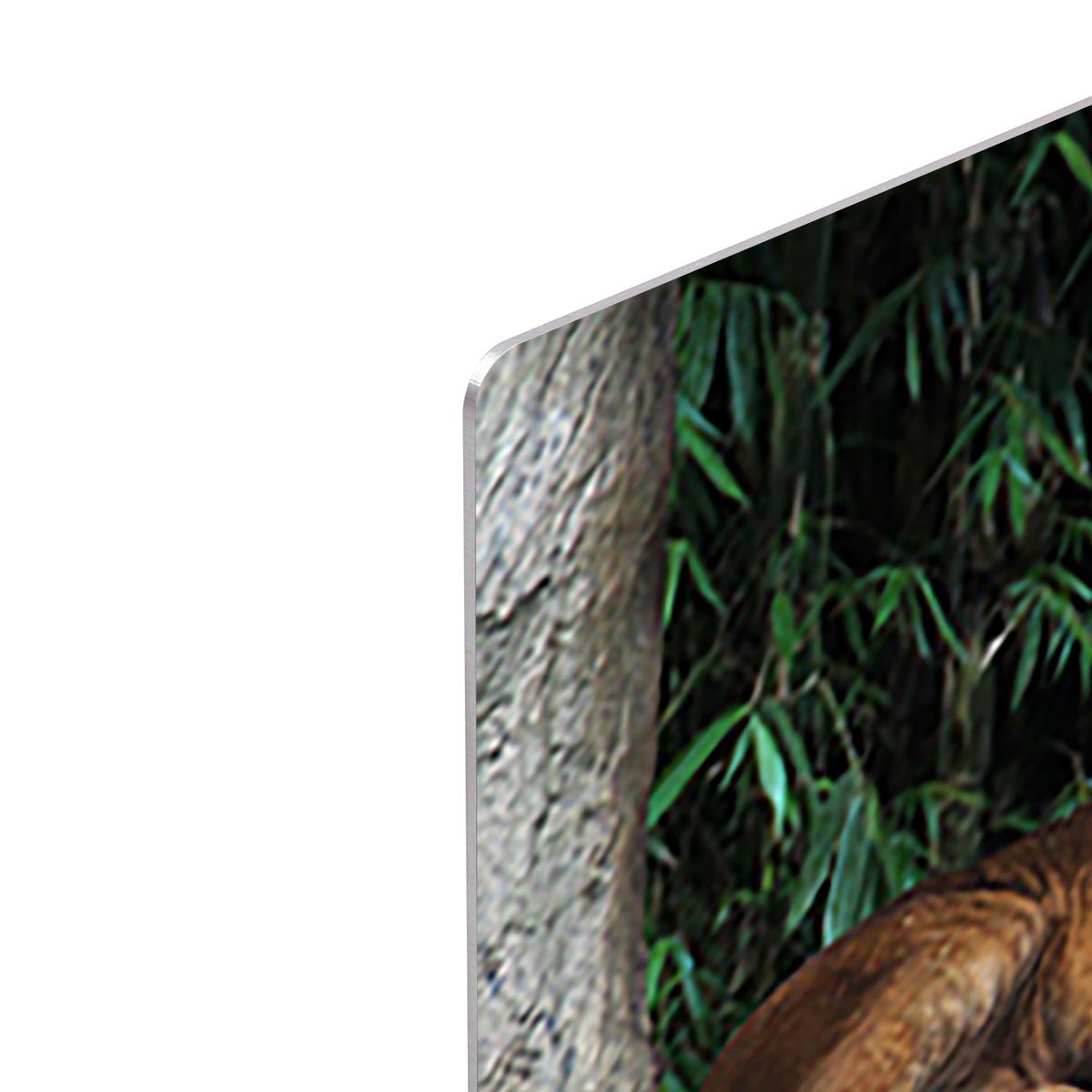 Lion resting on a tree HD Metal Print - Canvas Art Rocks - 4