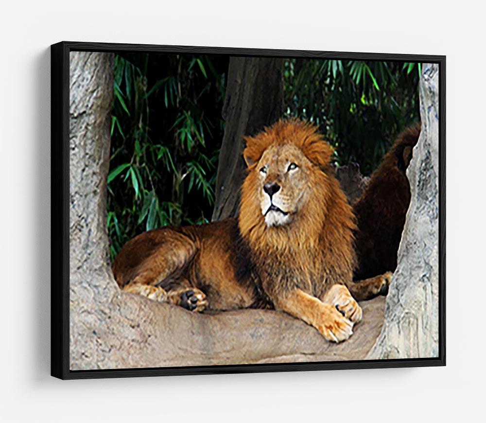 Lion resting on a tree HD Metal Print - Canvas Art Rocks - 6