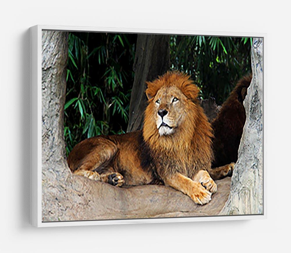 Lion resting on a tree HD Metal Print - Canvas Art Rocks - 7