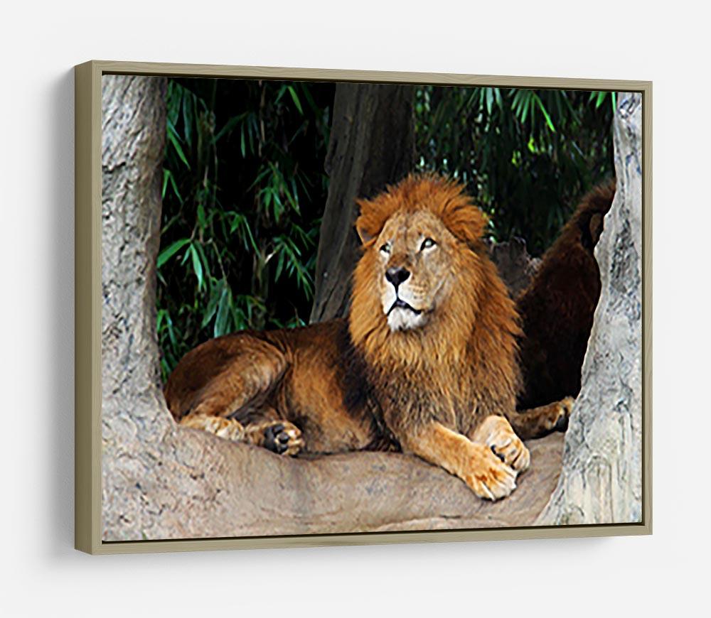 Lion resting on a tree HD Metal Print - Canvas Art Rocks - 8