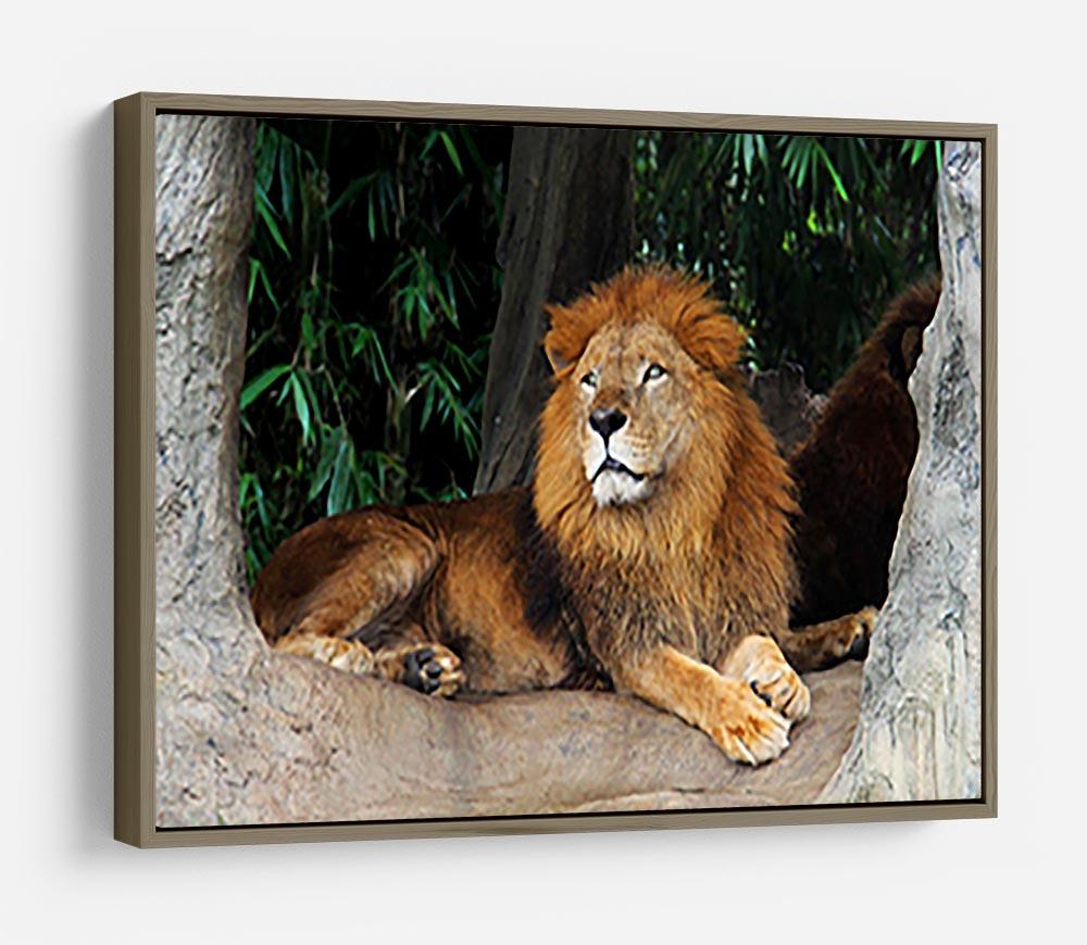 Lion resting on a tree HD Metal Print - Canvas Art Rocks - 10