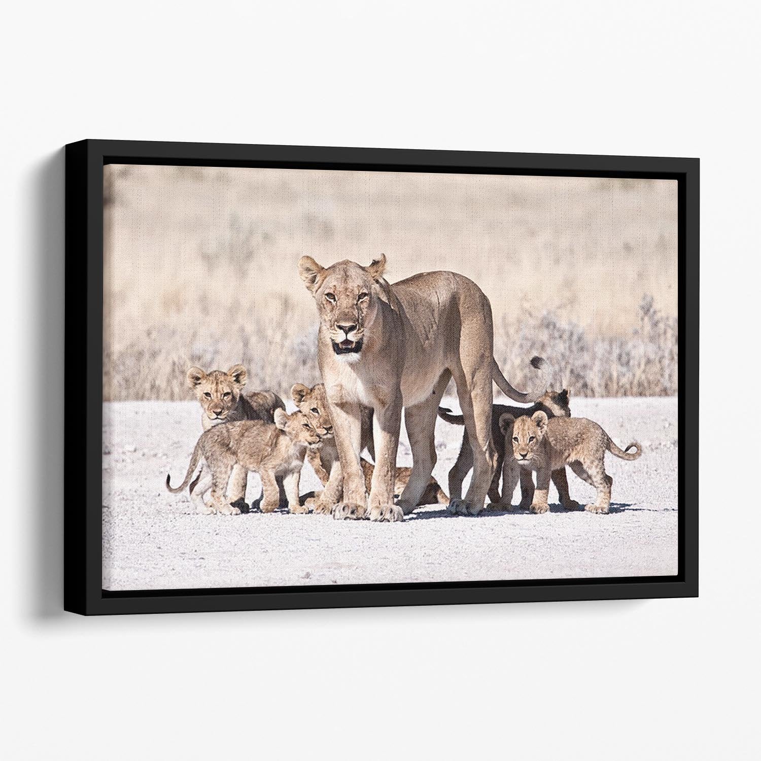 Lioness and cubs Floating Framed Canvas - Canvas Art Rocks - 1