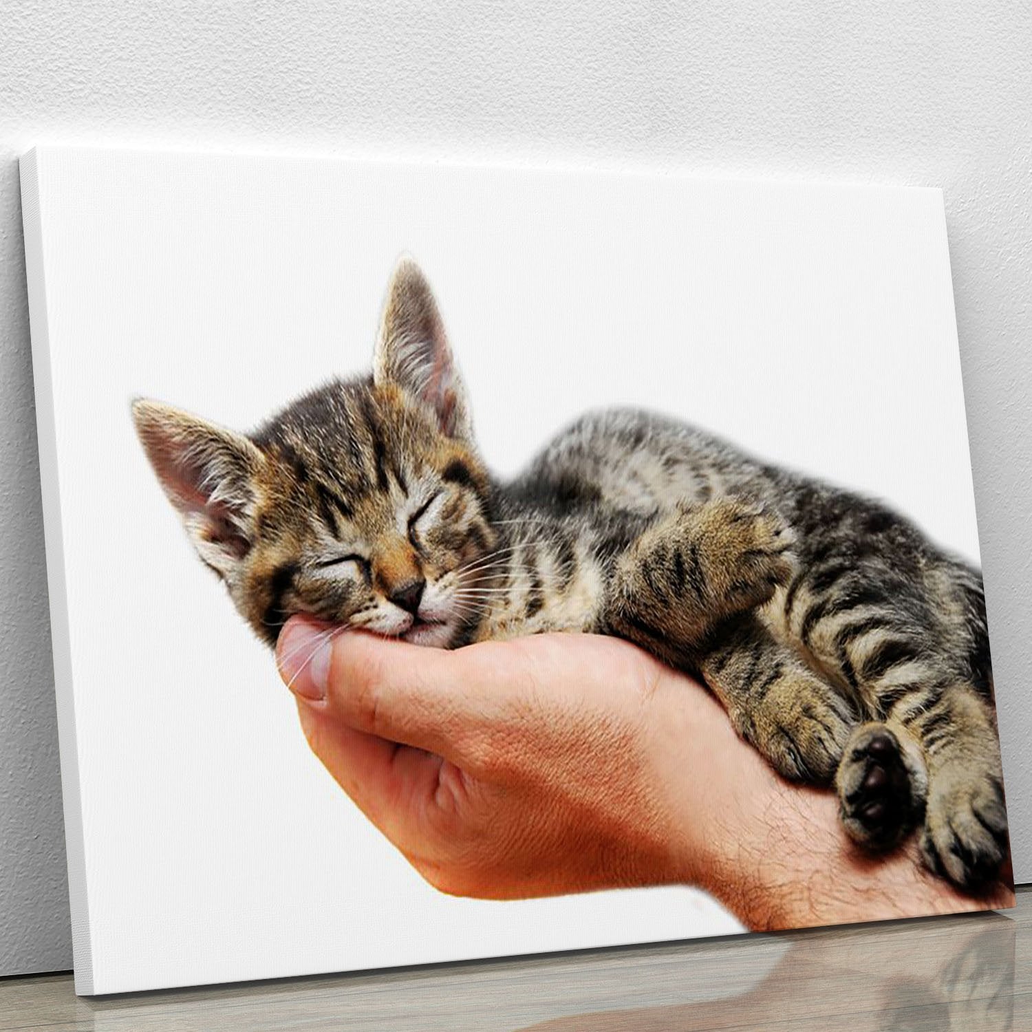 Little baby cat sleeping in male arms Canvas Print or Poster