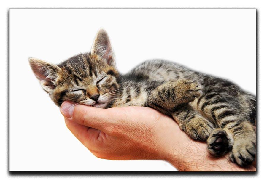 Little baby cat sleeping in male arms Canvas Print or Poster - Canvas Art Rocks - 1