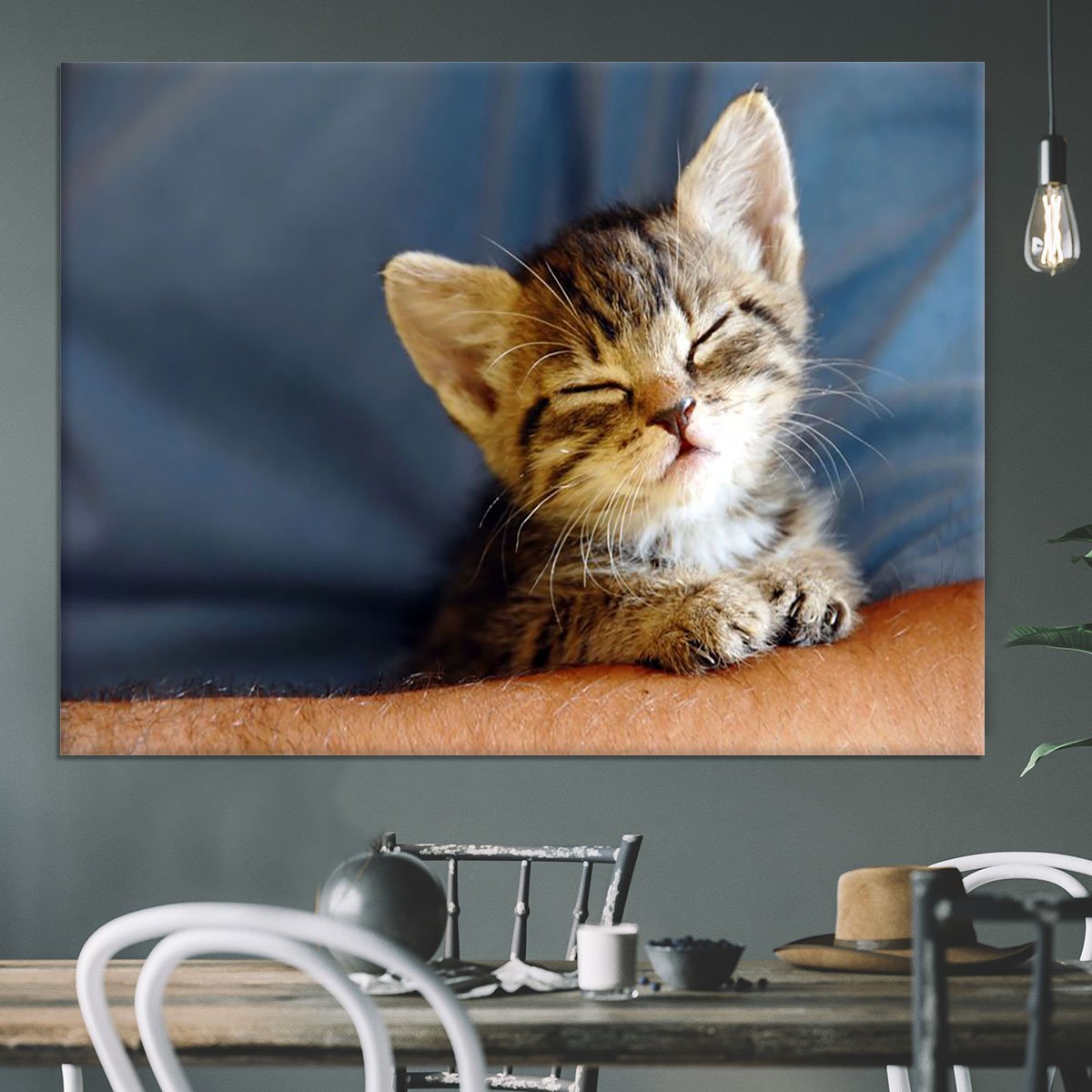 Little cat sleeping on human hand closeup Canvas Print or Poster