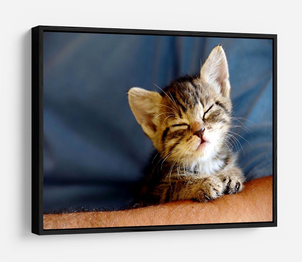 Little cat sleeping on human hand closeup HD Metal Print - Canvas Art Rocks - 6