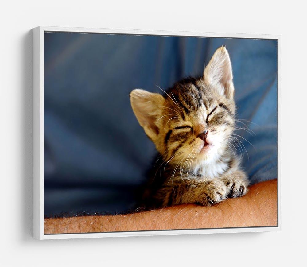 Little cat sleeping on human hand closeup HD Metal Print - Canvas Art Rocks - 7