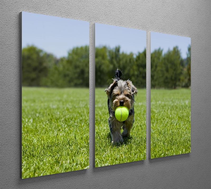 Little puppy running with a ball 3 Split Panel Canvas Print - Canvas Art Rocks - 2