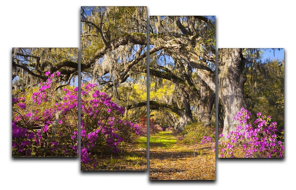 Live oak trees in morning sunlight 4 Split Panel Canvas  - Canvas Art Rocks - 1