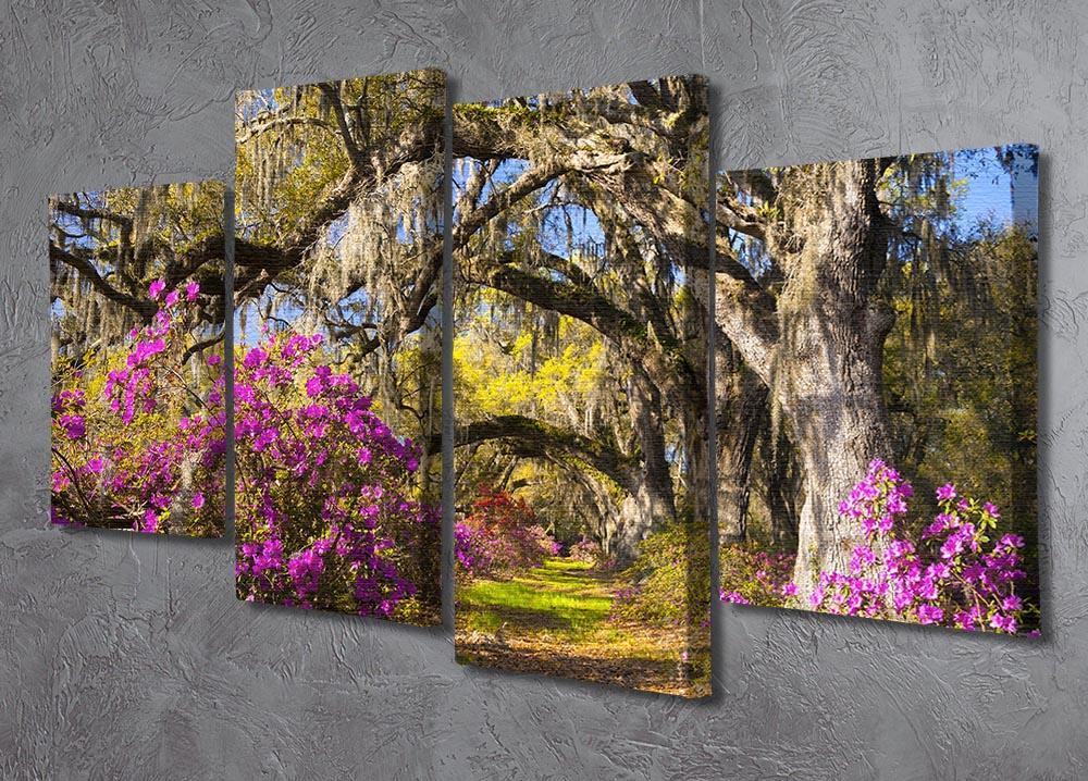 Live oak trees in morning sunlight 4 Split Panel Canvas  - Canvas Art Rocks - 2