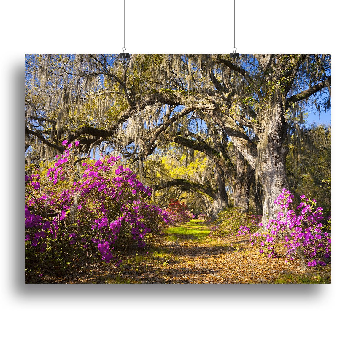 Live oak trees in morning sunlight Canvas Print or Poster
